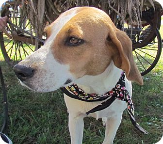 Hound (Unknown Type) Dog for Sale in West Bridgewater, Massachusetts - Allie Hound (Unknown Type) Dog for Sale in West Bridgewater, Massachusetts - Allie