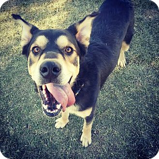 Husky/German Shepherd Dog Mix Dog for Sale in Scottsdale, Arizona - Dowell Husky/German Shepherd Dog Mix Dog for Sale in Scottsdale, Arizona - Dowell