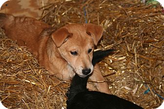 Shepherd (Unknown Type) Mix Puppy for Sale in Morgantown, West Virginia - Dusty Shepherd (Unknown Type) Mix Puppy for Sale in Morgantown, West Virginia - Dusty