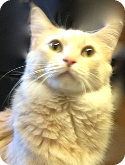 Domestic Longhair Cat for Sale in Los Angeles, California - Fluff- super friendly & happy Domestic Longhair Cat for Sale in Los Angeles, California - Fluff- super friendly & happy