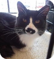 Domestic Longhair Cat for Sale in Horsham, Pennsylvania - Starr Domestic Longhair Cat for Sale in Horsham, Pennsylvania - Starr