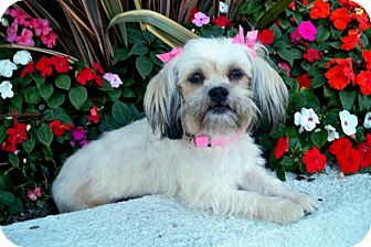 Lhasa Apso Mix Dog for Sale in Los Angeles, California - QUINLAN Lhasa Apso Mix Dog for Sale in Los Angeles, California - QUINLAN