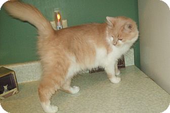 Domestic Longhair Cat for Sale in Dover, Ohio - Tiffany Domestic Longhair Cat for Sale in Dover, Ohio - Tiffany