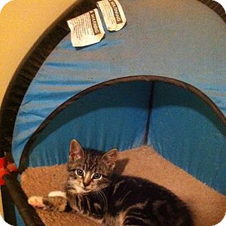 Domestic Shorthair Kitten for Sale in Pittstown, New Jersey - Shamy Domestic Shorthair Kitten for Sale in Pittstown, New Jersey - Shamy