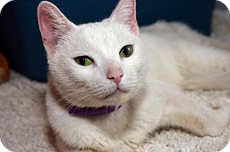 Domestic Shorthair Cat for Sale in Brooklyn, New York - Macaroon Domestic Shorthair Cat for Sale in Brooklyn, New York - Macaroon