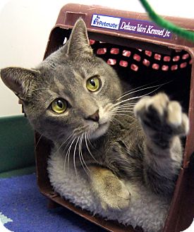 Domestic Shorthair Cat for Sale in Colorado Springs, Colorado - Thomas Domestic Shorthair Cat for Sale in Colorado Springs, Colorado - Thomas