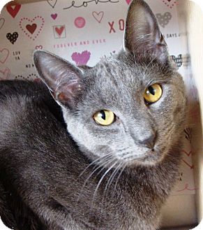 Domestic Shorthair Cat for Sale in Albany, New York - Leo Domestic Shorthair Cat for Sale in Albany, New York - Leo
