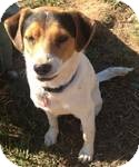 Beagle Mix Dog for Sale in Manchester, Connecticut - Spot in Ct Beagle Mix Dog for Sale in Manchester, Connecticut - Spot in Ct