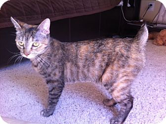 Manx Kitten for Sale in Irvine, California - EVA Manx Kitten for Sale in Irvine, California - EVA