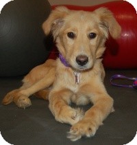 Golden Retriever Mix Dog for Sale in Scottsdale, Arizona - Josh Golden Retriever Mix Dog for Sale in Scottsdale, Arizona - Josh