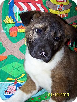 Shepherd (Unknown Type)/Labrador Retriever Mix Puppy for Sale in Sherman, Connecticut - Milkman Betty's Dog Shepherd (Unknown Type)/Labrador Retriever Mix Puppy for Sale in Sherman, Connecticut - Milkman Betty's Dog