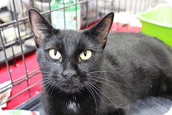 Domestic Shorthair Cat for Sale in santa monica, California - Tammy Domestic Shorthair Cat for Sale in santa monica, California - Tammy
