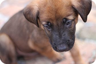German Shepherd Dog Mix Puppy for Sale in Lighthouse Point, Florida - Oscar German Shepherd Dog Mix Puppy for Sale in Lighthouse Point, Florida - Oscar