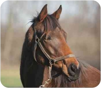 Thoroughbred Mix for Sale in Nicholasville, Kentucky - Mr. X Thoroughbred Mix for Sale in Nicholasville, Kentucky - Mr. X