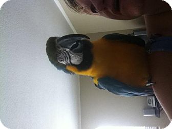 Macaw for Sale in Fountain Valley, California - Downey Macaw for Sale in Fountain Valley, California - Downey