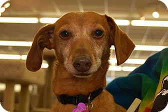 Dachshund Mix Dog for Sale in London, Kentucky - Daisy Dachshund Mix Dog for Sale in London, Kentucky - Daisy