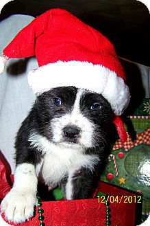 Schnauzer (Giant) Mix Puppy for Sale in Sussex, New Jersey - Martin $50.00 Off Fee Schnauzer (Giant) Mix Puppy for Sale in Sussex, New Jersey - Martin $50.00 Off Fee