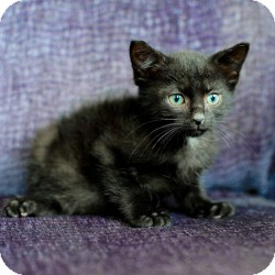 Bombay Kitten for Sale in Ft. Lauderdale, Florida - Bongo Bombay Kitten for Sale in Ft. Lauderdale, Florida - Bongo