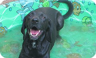 Labrador Retriever/Hound (Unknown Type) Mix Dog for Sale in Washington, D.C. - Stella-I'm in New England! Labrador Retriever/Hound (Unknown Type) Mix Dog for Sale in Washington, D.C. - Stella-I'm in New England!