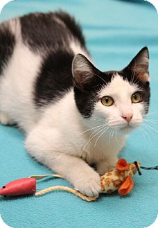 Domestic Shorthair Cat for Sale in Chicago, Illinois - Holly Domestic Shorthair Cat for Sale in Chicago, Illinois - Holly