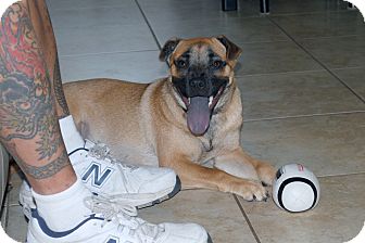 German Shepherd Dog/Chow Chow Mix Puppy for Sale in Minneola, Florida - Roo German Shepherd Dog/Chow Chow Mix Puppy for Sale in Minneola, Florida - Roo