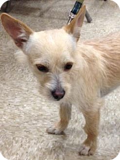 Terrier (Unknown Type, Small)/Fox Terrier (Wirehaired) Mix Dog for Sale in Houston, Texas - Russell Terrier (Unknown Type, Small)/Fox Terrier (Wirehaired) Mix Dog for Sale in Houston, Texas - Russell