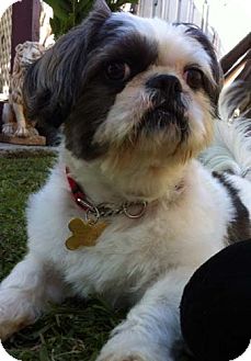 Shih Tzu/Lhasa Apso Mix Dog for Sale in Los Angeles, California - TUXX Shih Tzu/Lhasa Apso Mix Dog for Sale in Los Angeles, California - TUXX