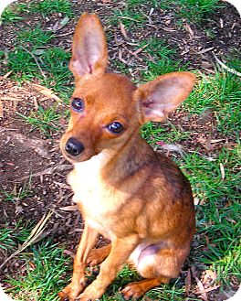 Chihuahua Mix Dog for Sale in El Cajon, California - Jackie Chihuahua Mix Dog for Sale in El Cajon, California - Jackie