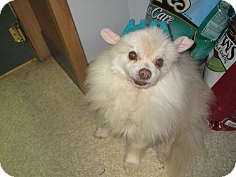 Pomeranian Mix Dog for Sale in Hamilton, Montana - Teddy Pomeranian Mix Dog for Sale in Hamilton, Montana - Teddy