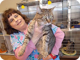 Domestic Shorthair Cat for Sale in Heber Springs, Arkansas - Tucker Domestic Shorthair Cat for Sale in Heber Springs, Arkansas - Tucker