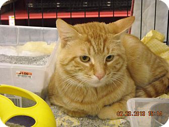 Domestic Shorthair Cat for Sale in Riverside, Rhode Island - Milo Domestic Shorthair Cat for Sale in Riverside, Rhode Island - Milo