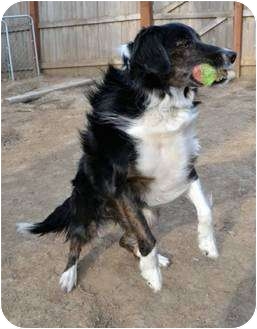 Border Collie Dog for Sale in Bellevue, Nebraska - Shea Border Collie Dog for Sale in Bellevue, Nebraska - Shea