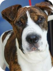 Great Dane Mix Dog for Sale in Red Bluff, California - Lugnut Great Dane Mix Dog for Sale in Red Bluff, California - Lugnut