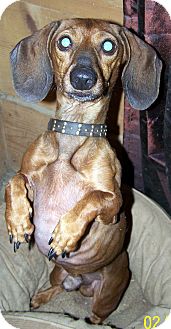 Dachshund Mix Dog for Sale in Niagra Falls, New York - Mr Weenie Dachshund Mix Dog for Sale in Niagra Falls, New York - Mr Weenie
