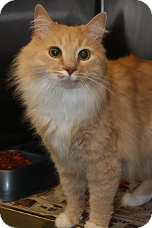 Maine Coon Cat for Sale in East Hanover, New Jersey - Simba Maine Coon Cat for Sale in East Hanover, New Jersey - Simba