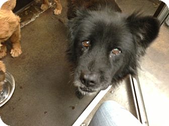 Retriever (Unknown Type)/Chow Chow Mix Dog for Sale in San Diego, California - Ivy URGENT Retriever (Unknown Type)/Chow Chow Mix Dog for Sale in San Diego, California - Ivy URGENT