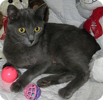 Russian Blue Cat for Sale in Poway, California - Blue Angel Russian Blue Cat for Sale in Poway, California - Blue Angel
