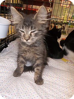 Domestic Longhair Kitten for Sale in Riverside, Rhode Island - Jake Domestic Longhair Kitten for Sale in Riverside, Rhode Island - Jake