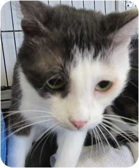 Domestic Shorthair Cat for Sale in Bunnell, Florida - Jolie Domestic Shorthair Cat for Sale in Bunnell, Florida - Jolie