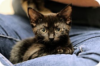 Domestic Shorthair Kitten for Sale in Chicago, Illinois - Zambezi Domestic Shorthair Kitten for Sale in Chicago, Illinois - Zambezi