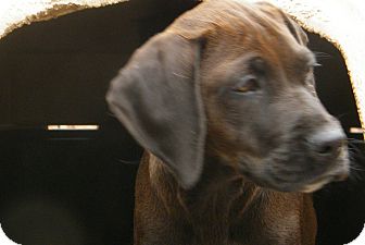 Labrador Retriever Mix Puppy for Sale in manasquam, New Jersey - Joy Labrador Retriever Mix Puppy for Sale in manasquam, New Jersey - Joy