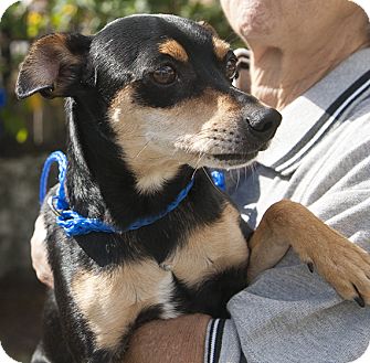 Chihuahua/Miniature Pinscher Mix Dog for Sale in hollywood, Florida - monti Chihuahua/Miniature Pinscher Mix Dog for Sale in hollywood, Florida - monti