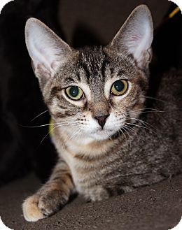 Domestic Shorthair Kitten for Sale in Chicago, Illinois - Gimlet Domestic Shorthair Kitten for Sale in Chicago, Illinois - Gimlet