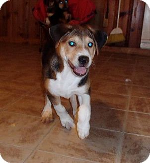 Beagle/Hound (Unknown Type) Mix Puppy for Sale in Manchester, Connecticut - Peanut MEET ME 3/22 Beagle/Hound (Unknown Type) Mix Puppy for Sale in Manchester, Connecticut - Peanut MEET ME 3/22