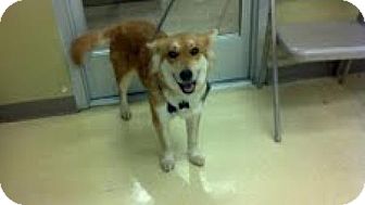 Husky Mix Dog for Sale in Homewood, Alabama - Vixen Husky Mix Dog for Sale in Homewood, Alabama - Vixen