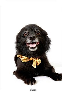 Pomeranian Dog for Sale in New York, New York - Samson Pomeranian Dog for Sale in New York, New York - Samson