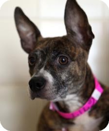 Boston Terrier Mix Dog for Sale in Kettering, Ohio - Bebe Boston Terrier Mix Dog for Sale in Kettering, Ohio - Bebe