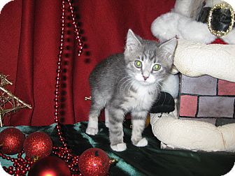 Domestic Shorthair Kitten for Sale in Clearfield, Utah - Element Domestic Shorthair Kitten for Sale in Clearfield, Utah - Element