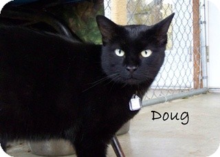 American Shorthair Cat for Sale in Hamilton, Montana - Doug American Shorthair Cat for Sale in Hamilton, Montana - Doug