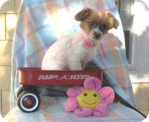 Corgi/Terrier (Unknown Type, Small) Mix Puppy for Sale in Sussex, New Jersey - Sassy Corgi/Terrier (Unknown Type, Small) Mix Puppy for Sale in Sussex, New Jersey - Sassy
